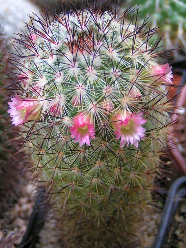 Mammillaria miroheliopsis